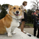 Illustration for article titled California Capitol corgi caretaker concerns critics